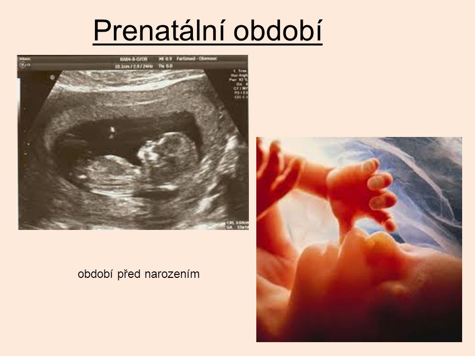 Prenatální období období před narozením