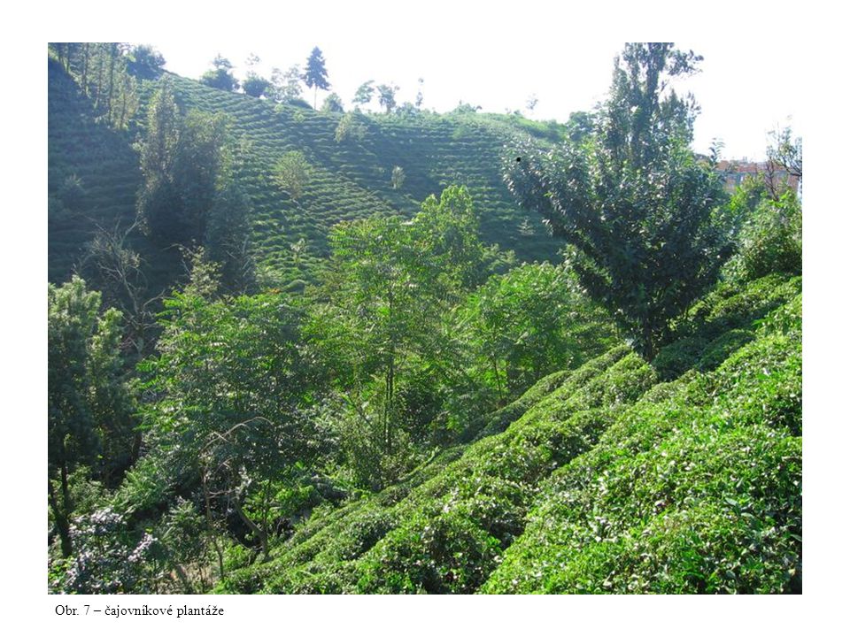 Obr. 7 – čajovníkové plantáže