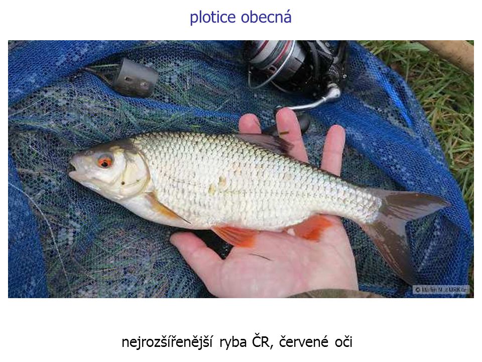 nejrozšířenější ryba ČR, červené oči