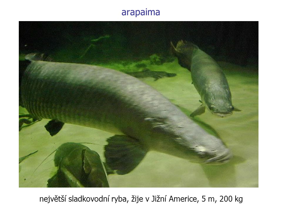 největší sladkovodní ryba, žije v Jižní Americe, 5 m, 200 kg
