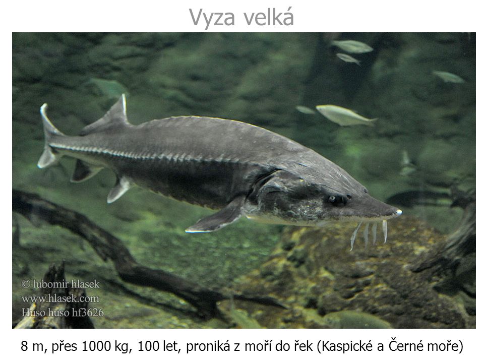 Vyza velká 8 m, přes 1000 kg, 100 let, proniká z moří do řek (Kaspické a Černé moře)