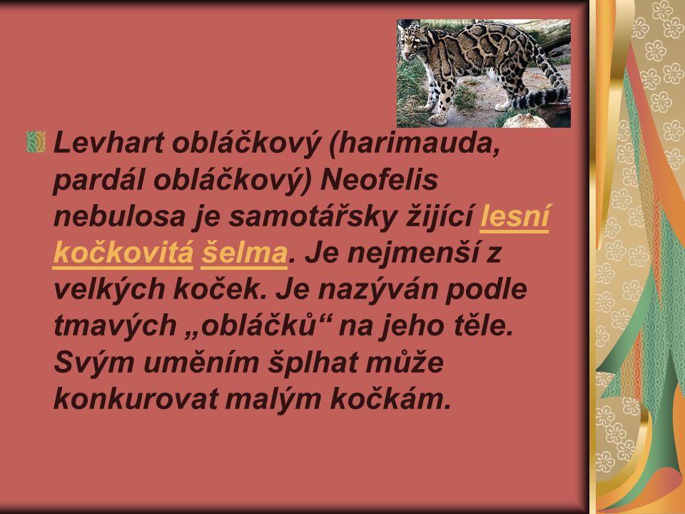 Levhart obláčkový (harimauda, pardál obláčkový) Neofelis nebulosa je samotářsky žijící lesní kočkovitá šelma.