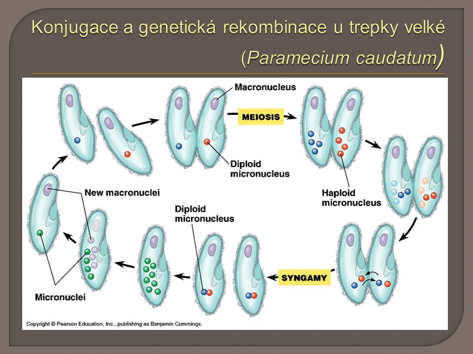 Konjugace a genetická rekombinace u trepky velké (Paramecium caudatum)