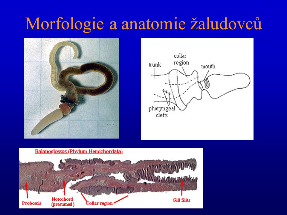 Morfologie a anatomie žaludovců