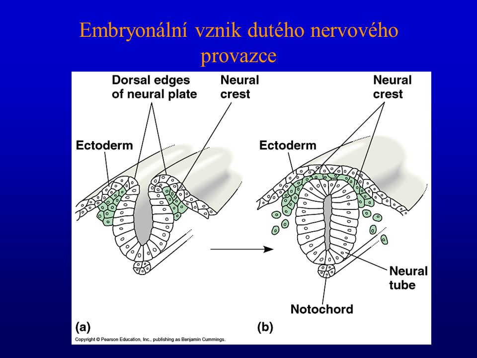 Embryonální vznik dutého nervového provazce