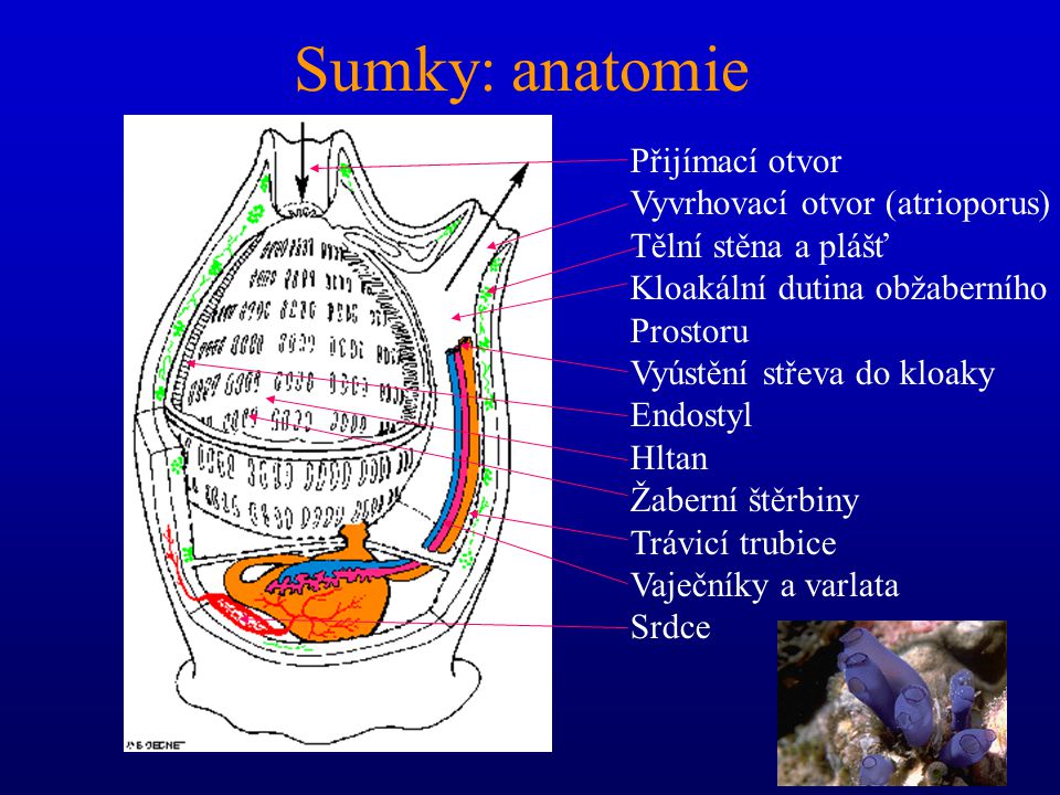 Sumky: anatomie Přijímací otvor Vyvrhovací otvor (atrioporus)