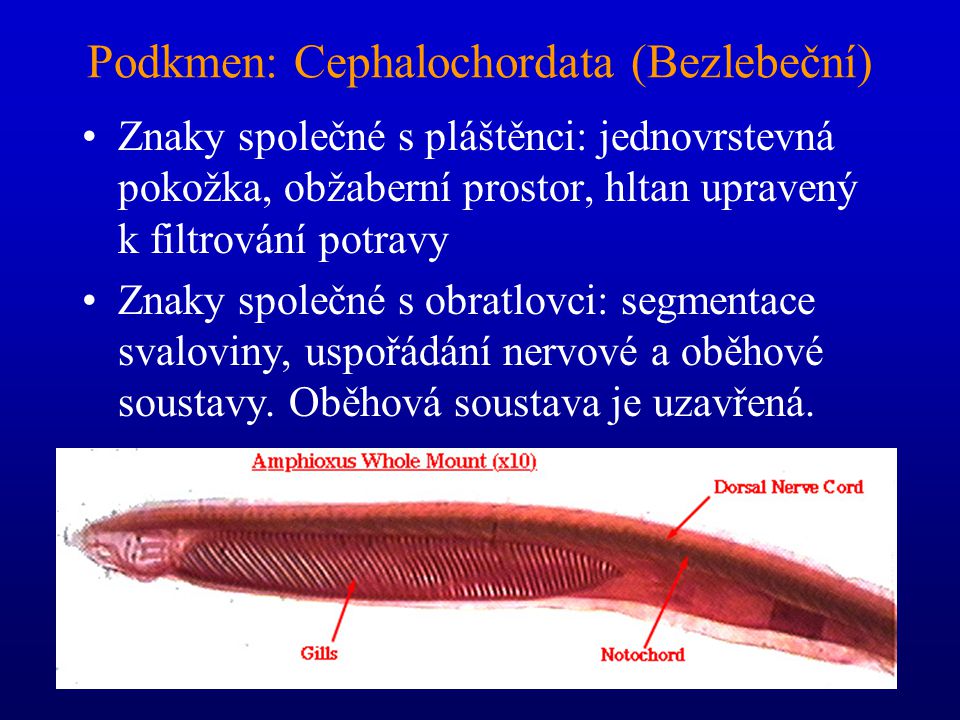 Podkmen: Cephalochordata (Bezlebeční)