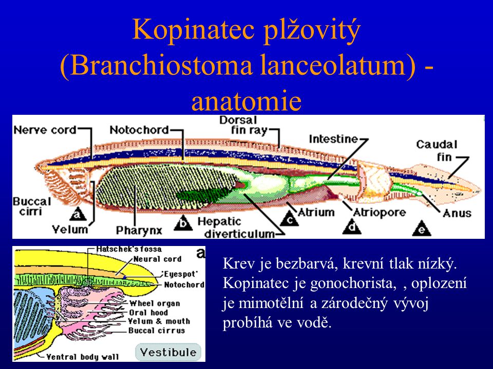 Kopinatec plžovitý (Branchiostoma lanceolatum) - anatomie