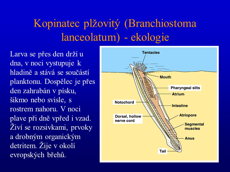 Kopinatec plžovitý (Branchiostoma lanceolatum) - ekologie