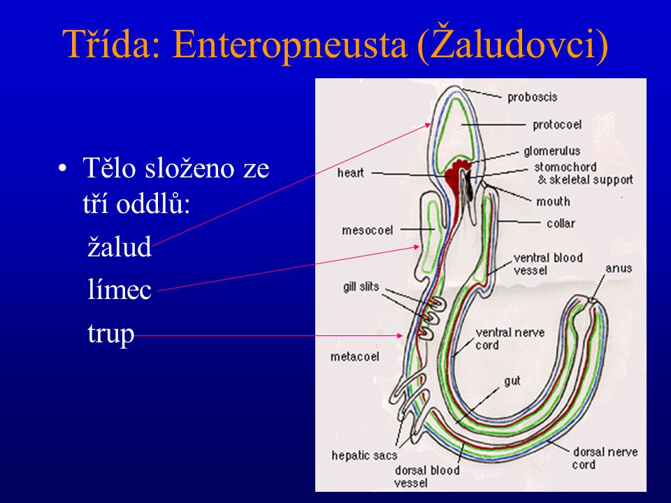 Třída: Enteropneusta (Žaludovci)