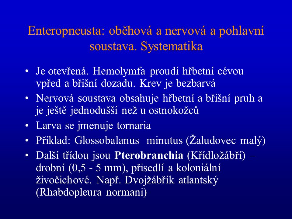 Enteropneusta: oběhová a nervová a pohlavní soustava. Systematika