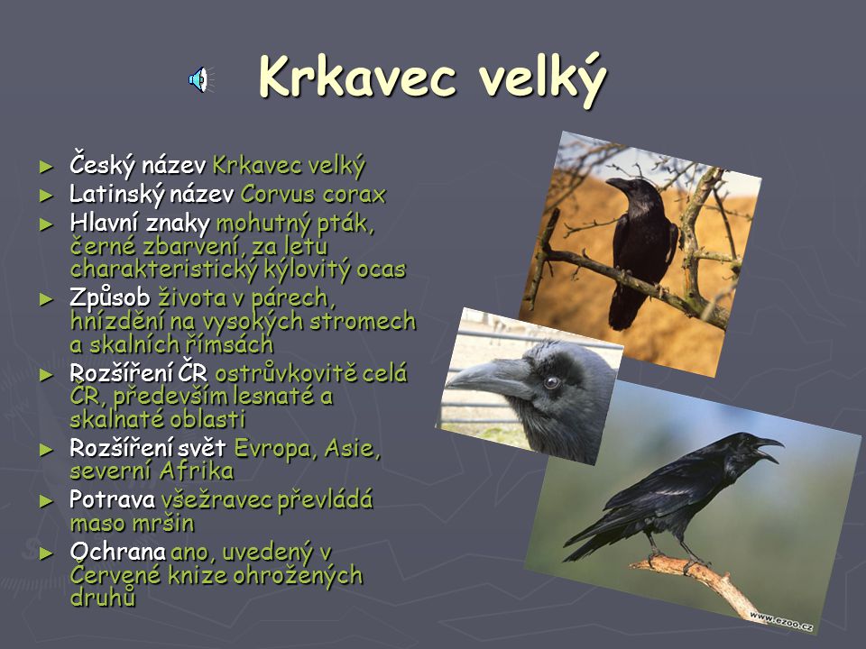 Krkavec velký Český název Krkavec velký Latinský název Corvus corax