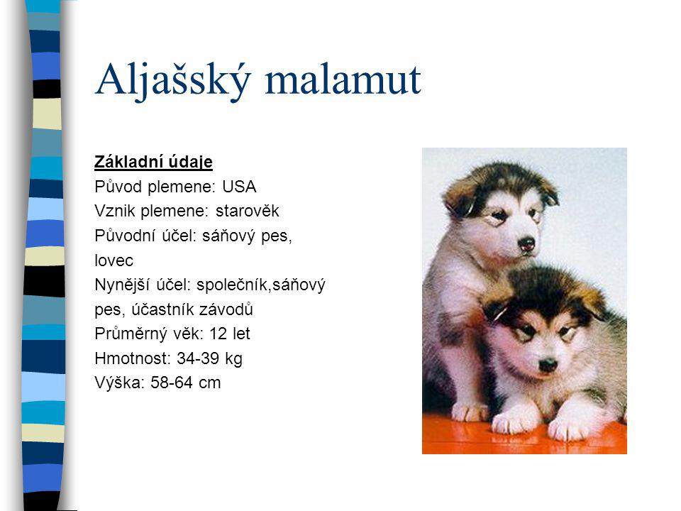 Aljašský malamut Základní údaje Původ plemene: USA