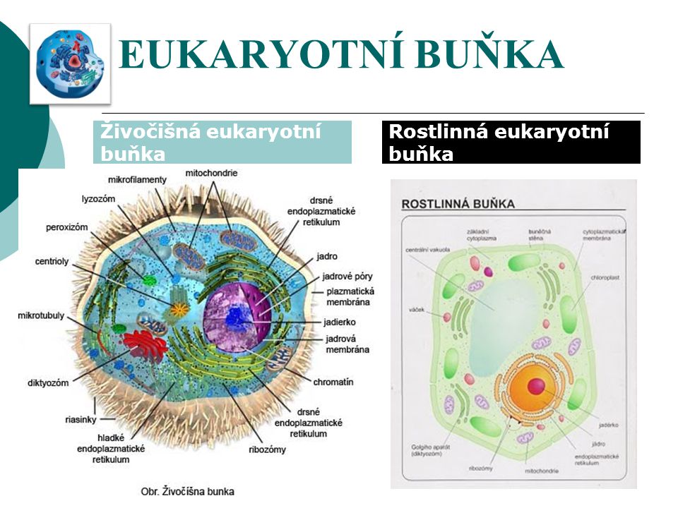 EUKARYOTNÍ BUŇKA Živočišná eukaryotní buňka Rostlinná eukaryotní buňka