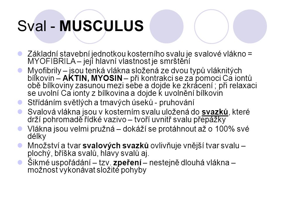 Sval - MUSCULUS Základní stavební jednotkou kosterního svalu je svalové vlákno = MYOFIBRILA – její hlavní vlastnost je smrštění.