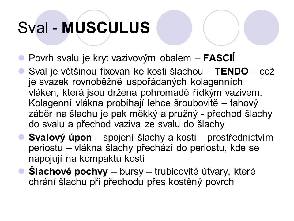 Sval - MUSCULUS Povrh svalu je kryt vazivovým obalem – FASCIÍ