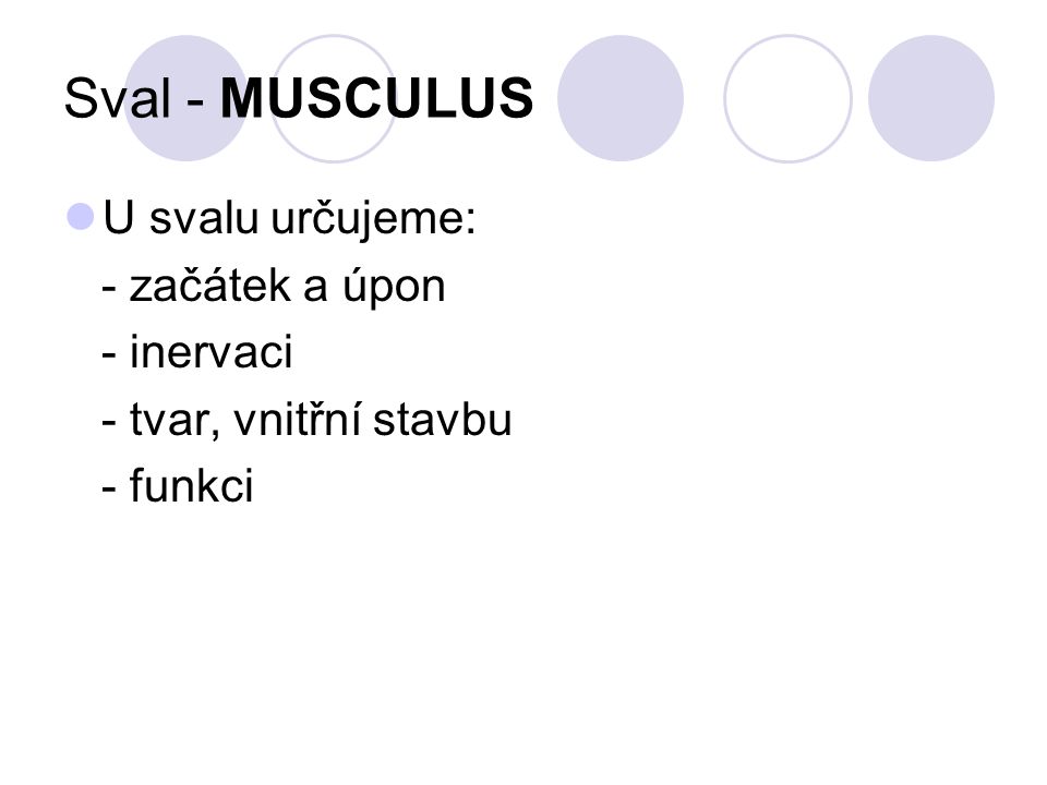 Sval - MUSCULUS U svalu určujeme: - začátek a úpon - inervaci