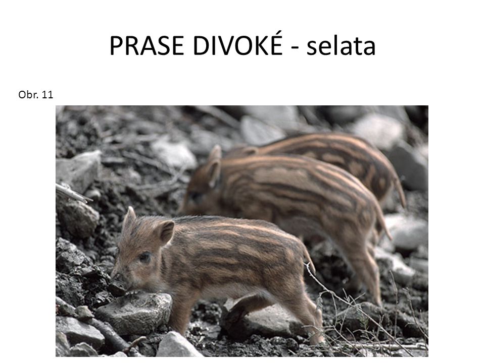 PRASE DIVOKÉ - selata Obr. 11