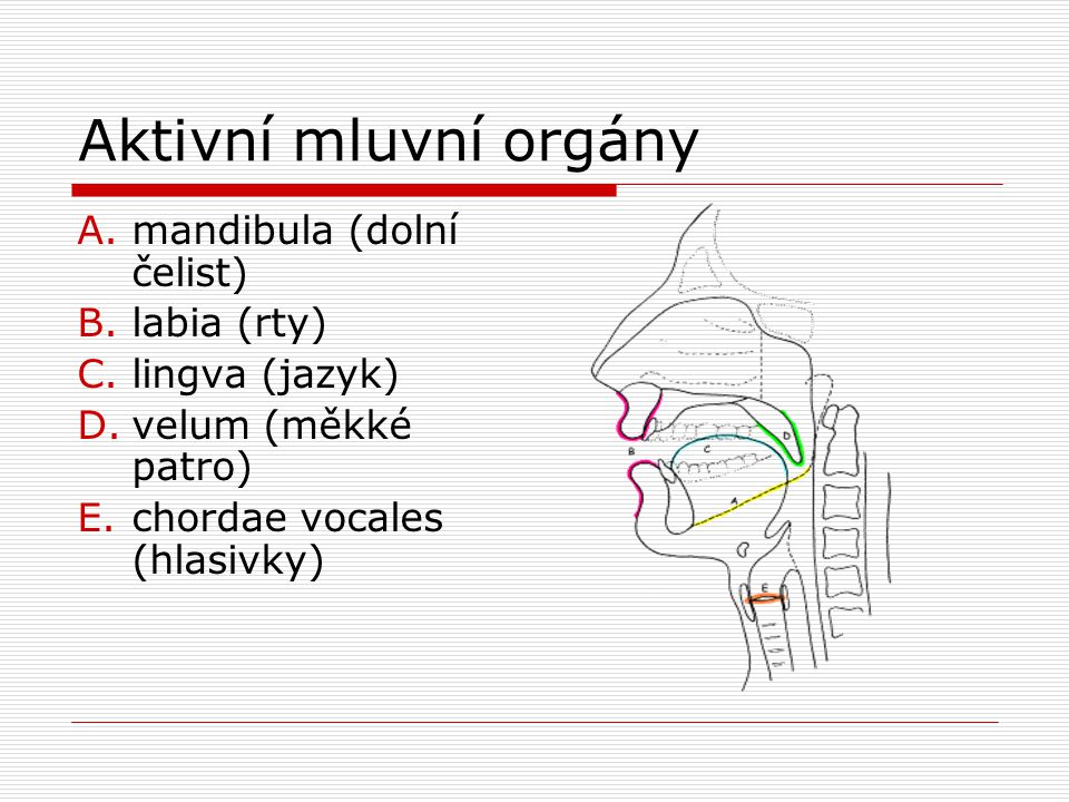 Aktivní mluvní orgány mandibula (dolní čelist) labia (rty)