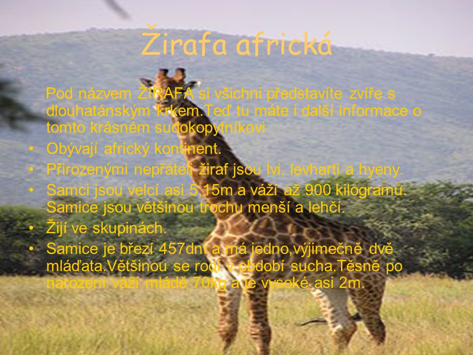 Žirafa africká Pod názvem ŽIRAFA si všichni představíte zvíře s dlouhatánským krkem.Teď tu máte i další informace o tomto krásném sudokopytníkovi.