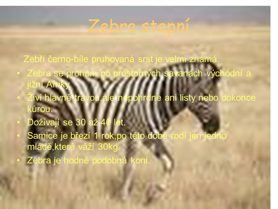 Zebra stepní Zebří černo-bíle pruhovaná srst je velmi známá.