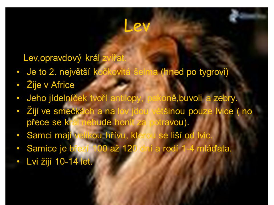 Lev Lev,opravdový král zvířat.