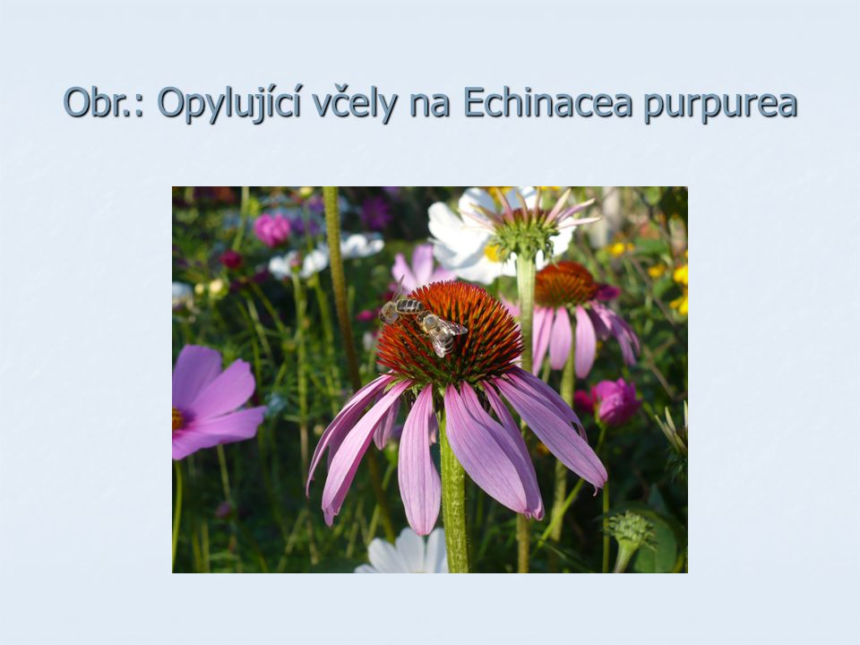 Obr.: Opylující včely na Echinacea purpurea