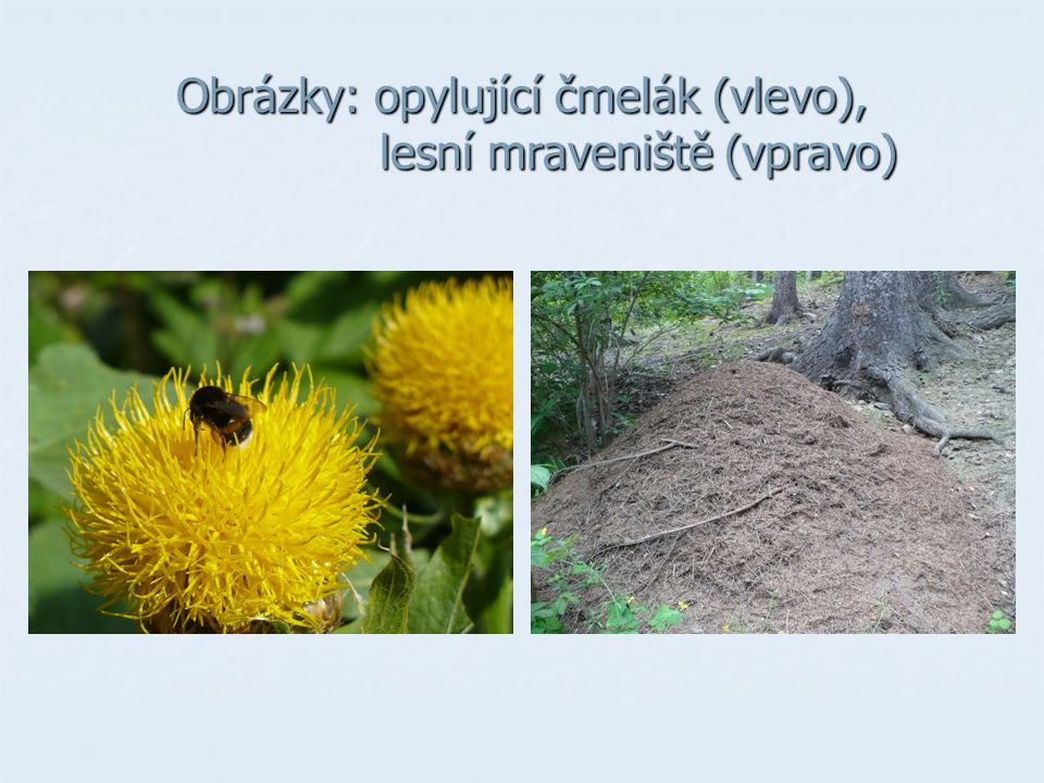 Obrázky: opylující čmelák (vlevo), lesní mraveniště (vpravo)
