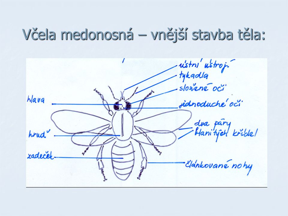 Včela medonosná – vnější stavba těla:
