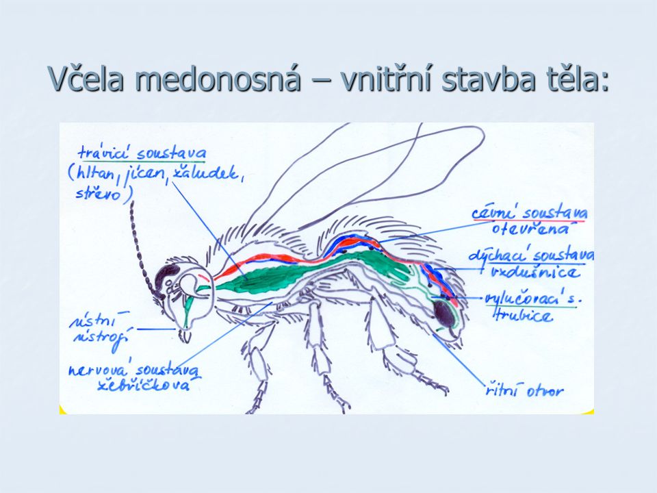 Včela medonosná – vnitřní stavba těla: