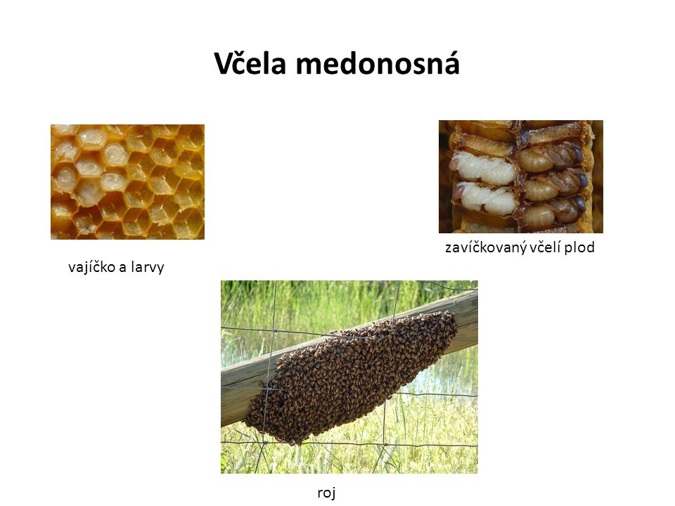 Včela medonosná zavíčkovaný včelí plod vajíčko a larvy roj