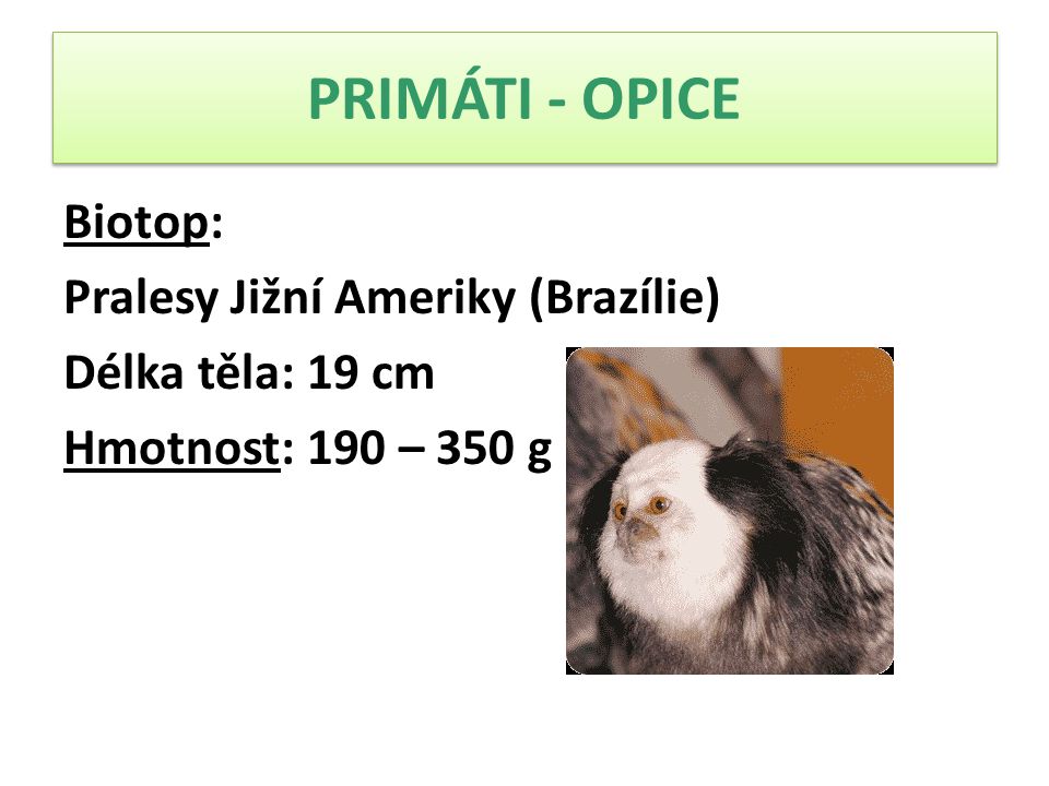 PRIMÁTI - OPICE Biotop: Pralesy Jižní Ameriky (Brazílie) Délka těla: 19 cm Hmotnost: 190 – 350 g