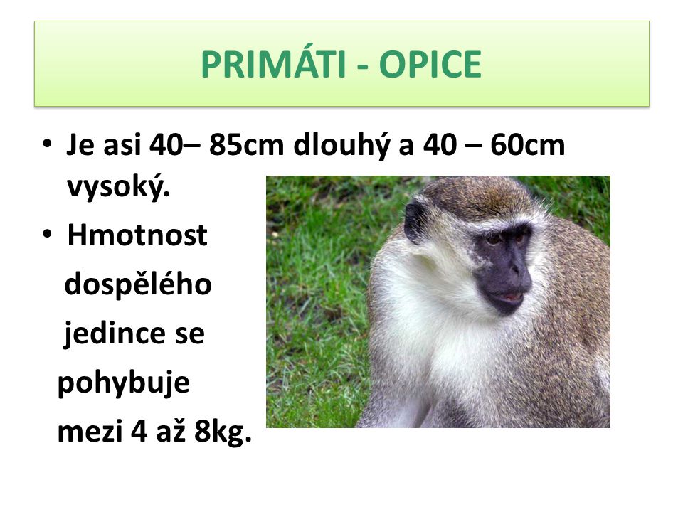 PRIMÁTI - OPICE Je asi 40– 85cm dlouhý a 40 – 60cm vysoký. Hmotnost