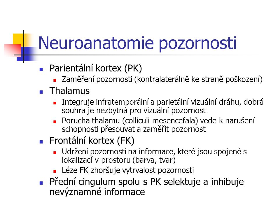 Neuroanatomie pozornosti