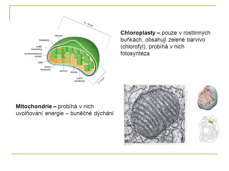 Chloroplasty – pouze v rostlinných buňkách, obsahují zelené barvivo (chlorofyl), probíhá v nich fotosyntéza