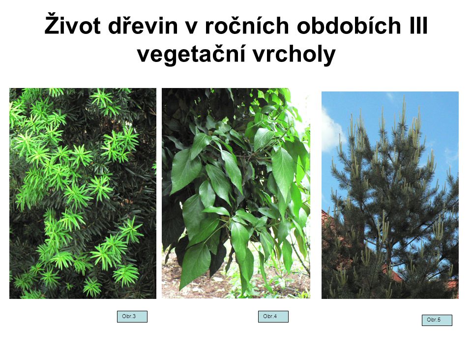 Život dřevin v ročních obdobích III vegetační vrcholy