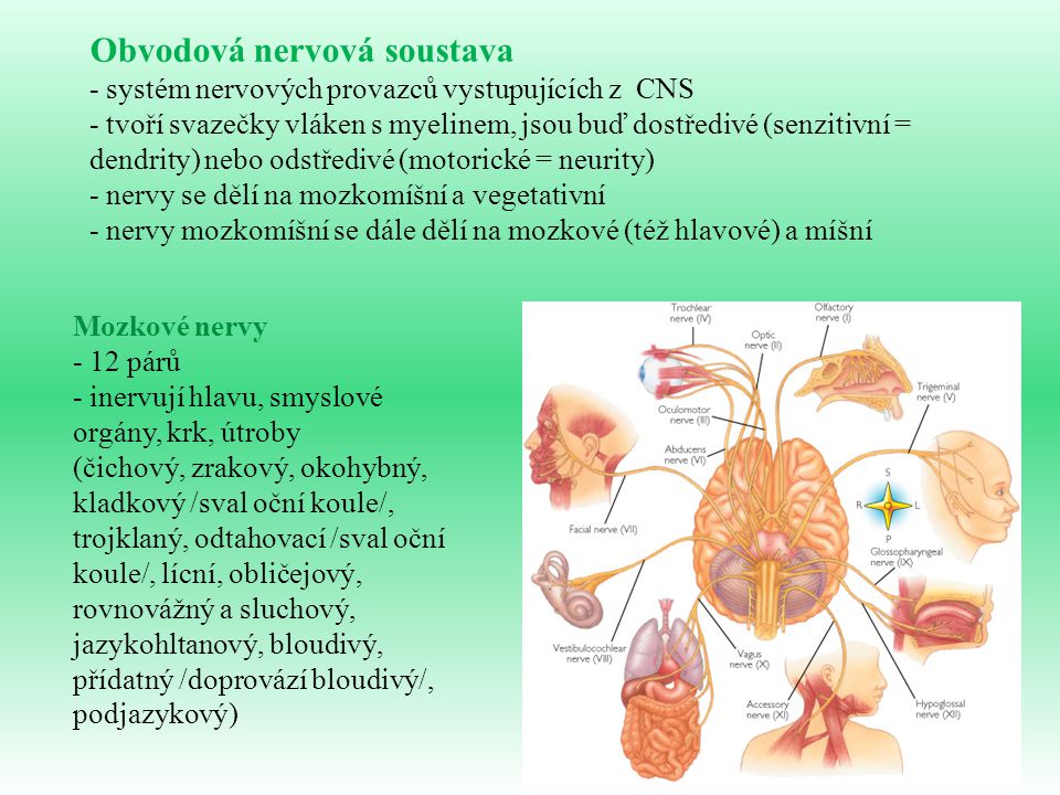 Obvodová nervová soustava
