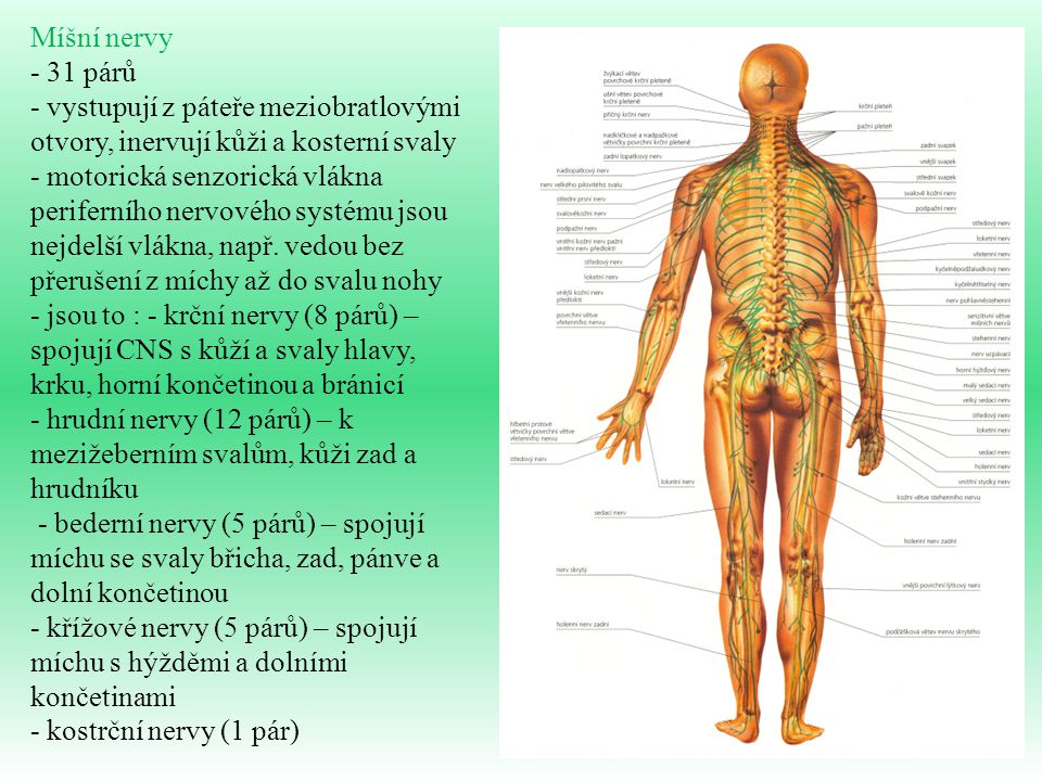 Míšní nervy - 31 párů. - vystupují z páteře meziobratlovými otvory, inervují kůži a kosterní svaly.
