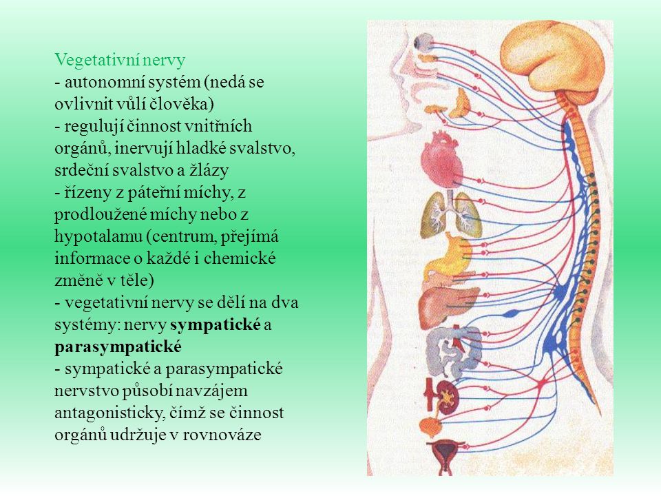 Vegetativní nervy - autonomní systém (nedá se ovlivnit vůlí člověka)