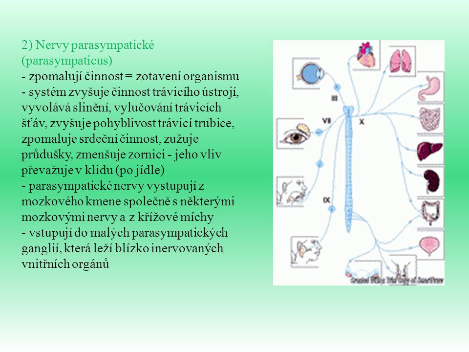 2) Nervy parasympatické (parasympaticus)