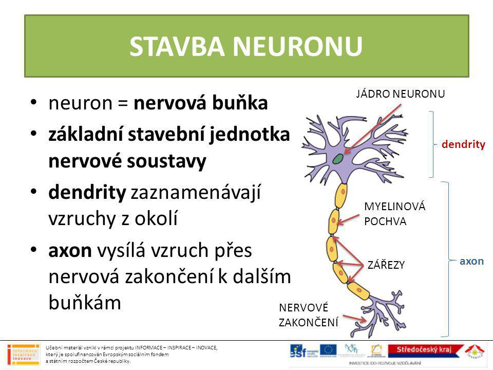 STAVBA NEURONU neuron = nervová buňka