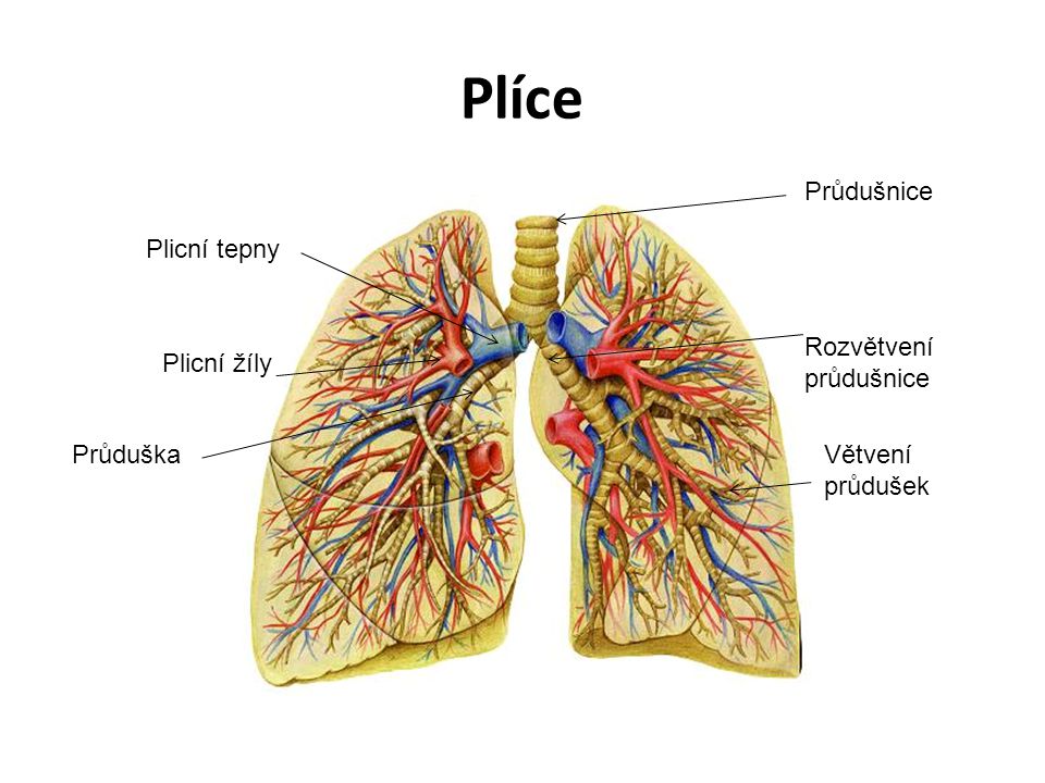 Plíce Průdušnice Plicní tepny Rozvětvení průdušnice Plicní žíly