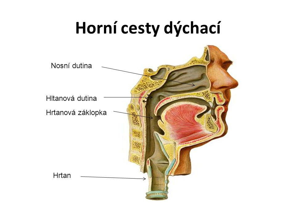 Horní cesty dýchací Nosní dutina Hltanová dutina Hrtanová záklopka