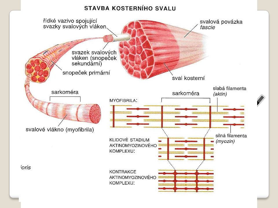 kosterní sval bílkovinná vlákenka