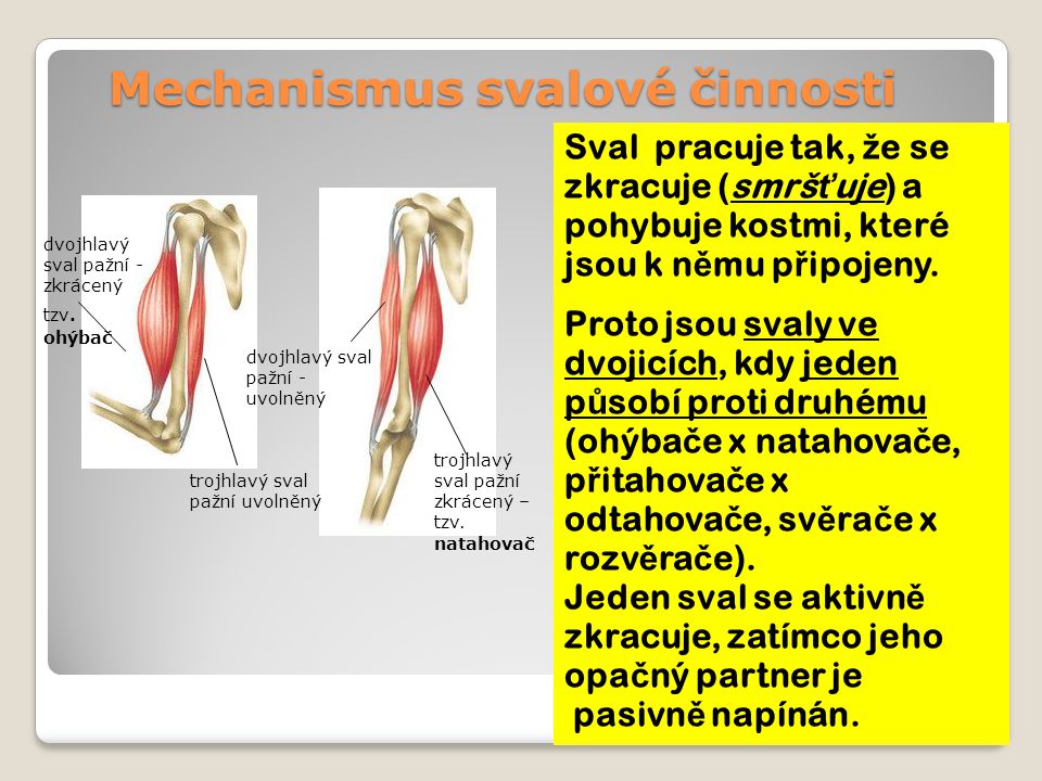 Mechanismus svalové činnosti