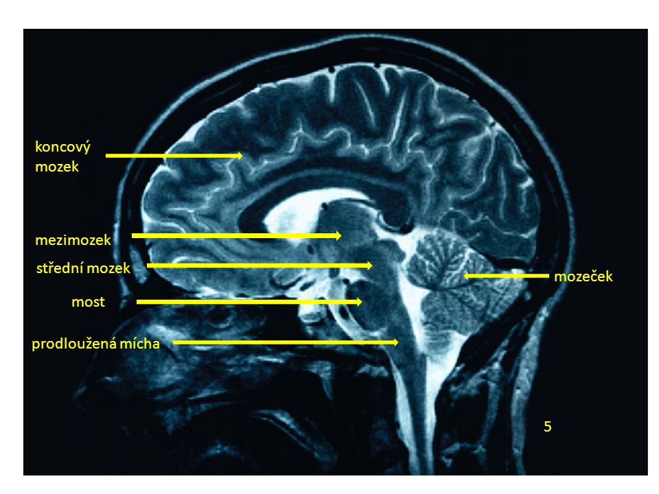 koncový mozek mezimozek střední mozek mozeček most prodloužená mícha 5