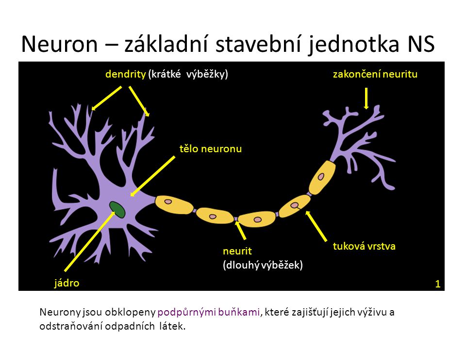 Neuron – základní stavební jednotka NS