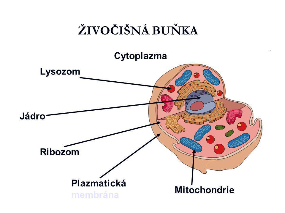 ŽIVOČIŠNÁ BUŇKA Cytoplazma Lysozom Jádro Ribozom Plazmatická membrána