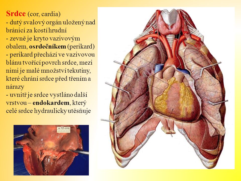 Srdce (cor, cardia) - dutý svalový orgán uložený nad bránicí za kostí hrudní. - zevně je kryto vazivovým obalem, osrdečníkem (perikard)