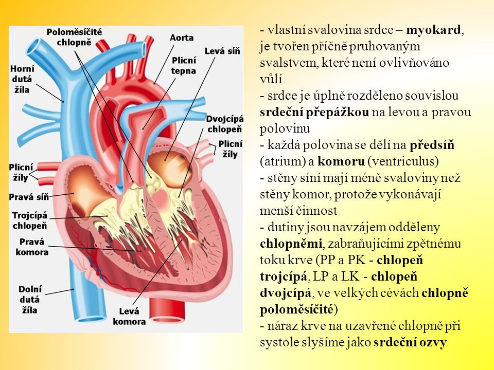 - vlastní svalovina srdce – myokard, je tvořen příčně pruhovaným svalstvem, které není ovlivňováno vůlí